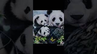 Famille de panda 🐼 [upl. by Ramon]