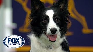 Watch 5 of the best WKC Dog Show moments to celebrate National Puppy Day  FOX SPORTS [upl. by Farra802]