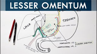 Lesser Omentum  Attachment Ligaments amp Contents  Anatomy Tutorial [upl. by Leitao]