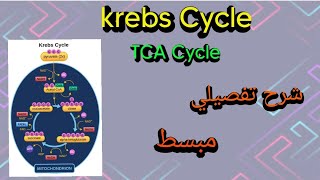 Krebs Cycle Tricarboxylic Acid Cycle TCAbiochemistry metabolism شرح تفصيلي مبسط [upl. by Riffle]