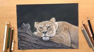 Resting Lioness  Colored Pencil Drawing on Sandpaper [upl. by Bowra]