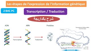 les étapes de lexpression de linformation génétique 2 bac pc شرح بالداريجة [upl. by Caresse623]