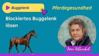 Blockiertes Buggelenk behandeln  Pferdegesundheit  Karin Kattwinkel [upl. by Guglielma678]