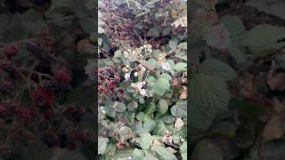 Himalayan Blackberry thepeacefulearthshorts thepeacefulworldearth shorts youtubeshorts short [upl. by Arayk578]