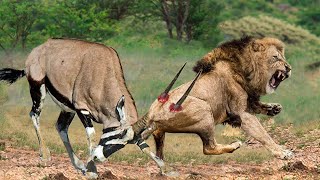 Brave Gemsbok Take Down LIONS With Their Horns To Save Baby Gemsbok Escape  Snake vs Lizard [upl. by Atwood]