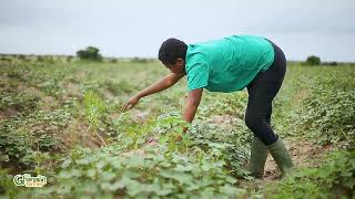 Farm Update On Our 45 Acres Orange Flesh Sweet Potatoes Farm  Progress Details [upl. by Bonny]