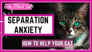 How to to Alleviate Your Cats Separation Anxiety [upl. by Dione820]