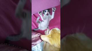 Kittens playing cat Fight😺😹 [upl. by Annayhs921]