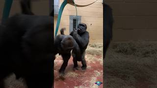 Gorilla Swinging Fun [upl. by Ger]