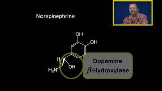 Biosynthesis of Catecholamines [upl. by Enawyd562]