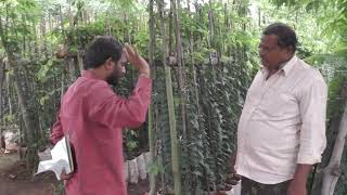 DISCUSSION ABOUT TAMARIND PLANT PART ONE VIDEO [upl. by Adnohsed148]