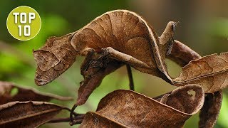 Top 10 Coolest Looking Geckos [upl. by Nigem]