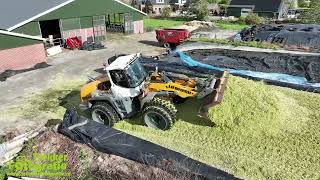 Maïsoogst 24  Wierda  Chopping Maize  Mais Häckseln Claas  Fendt  Liebherr [upl. by Fiore]