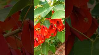 Coral tree  Erythrina cristagalli shortstrendingflowerstreefabaceaeredflower [upl. by Arria]