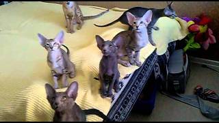 Oriental kittens in cattery Jubatus  litter Tmp4 [upl. by Norrahc817]