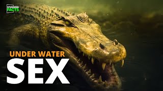 How Crocodiles Mate Under Water [upl. by Anala]