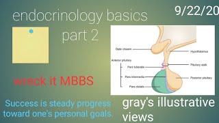 Basics of endocrinology part 2 [upl. by Latisha]