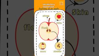 Vocabulary expansionapple anatomy quiz dailyshorts viralreels viralshorts english vocaulary [upl. by Quincey]