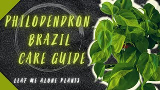 Philodendron Brazil Plant Care Guide  For Beginners [upl. by Danika]