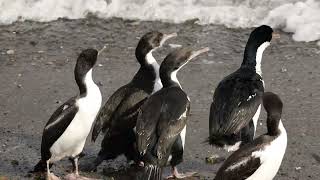 Antarctic shag Red billed gull and Black skimmer [upl. by Branca176]