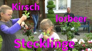 Stecklinge vom Kirschlorbeer einpflanzen [upl. by Edna912]