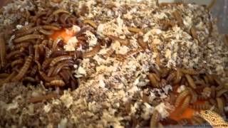 Leopard Gecko Food  Buffalo Worms Lesser Mealworms  20130621 [upl. by Soble]