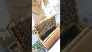 Honey Bees in a colony honeybee bees nature honey [upl. by Keelin]