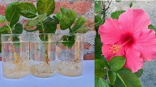 Tried to propagate hibiscus cuttings in water see the results  how to grow hibiscus plant [upl. by Pelagi]