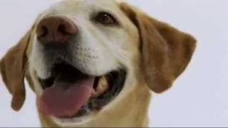 Labrador Retriever Puppy And Dog Training Information [upl. by Davison578]