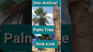 Grow Palm tree 1 foot to 10 foot in minutes Washingtonia Robusta [upl. by Marvin]