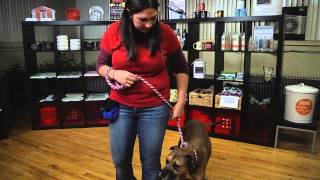 How to Train Show Dogs  Dog Training Tips [upl. by Rucker]