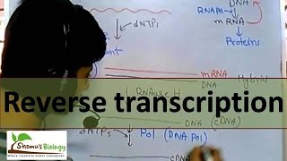 Reverse transcription  by reverse transcriptase enzyme [upl. by Nannek]