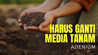 Haruskah Menggantikan Media Tanam Adenium [upl. by Inat]