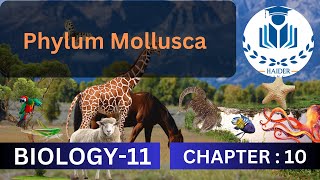 Phylum Mollusca  Class 11  Chapter 10 biology [upl. by Aihseket311]