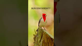 Redcowled cardinal [upl. by Joselow]