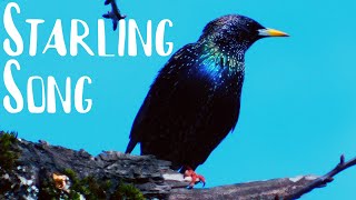 European Starling Vocalizing [upl. by Hanson252]