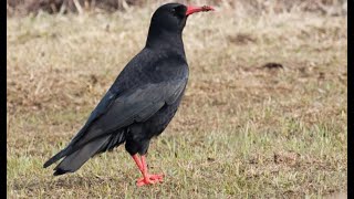 Chough1h bird sound [upl. by Daniele]