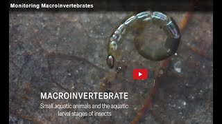 Monitoring Macroinvertebrates  Small Aquatic Animals and Larval Stages of Insects [upl. by Nortal735]