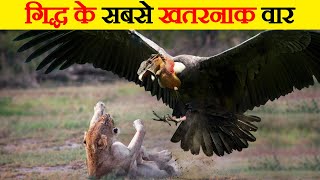 Andean Condor Vultures से जुड़े 15 रोचक तथ्य । 15 Amazing Facts about Andean Condor Vultures [upl. by Harrell]