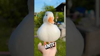 Die teuerste und SÜßESTE Ente der Welt 🤗❤ shorts [upl. by Burner]