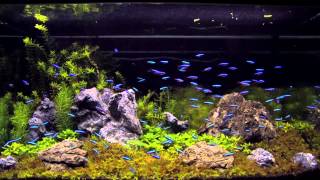 100 cardinal tetra in an aquascaping tank [upl. by Gona]