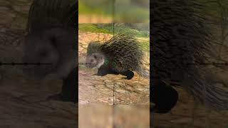 Hunting Porcupine  Way Of The Hunter  Hunting Clash animals hunting gaming [upl. by Gradeigh]