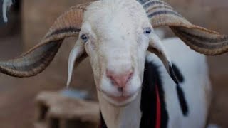 Okhla Dhobighat Bakra Mandi VlogFull Address in video ❤️ [upl. by Angeline708]