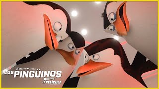 Los pingüinos se mantienen unidos🖤 🤍  DreamWorks Madagascar en Español Latino [upl. by Ansel]