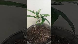 Pouteria Mamey Sapote Seedling [upl. by Ramedlaw541]