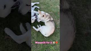 Estella Cruella de Vil and her sister Zilla puppyoftheday shepsky dog viraldog viralvideo [upl. by Justinn]