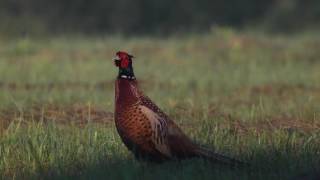 Bażant Phasianus colchicus samiec  pheasant [upl. by Carlisle]