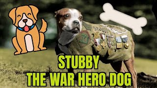 Stubby the dog who became a hero shorts history animals [upl. by Rosecan]