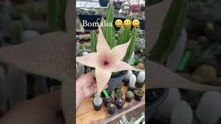 stapelia giganteaquem aí conhece essa lindeza😃 [upl. by Annauj152]