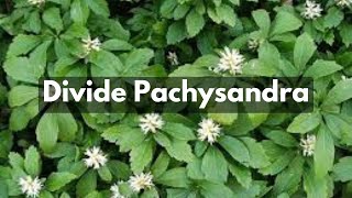 How To Divide Pachysandra  Groundcover For Shade amp Erosion Control [upl. by Erehs785]